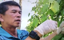 Huỳnh Mau: Lão nông chưa quên bóng đá