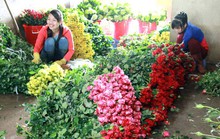 Hoa hồng Đà Lạt khan hàng, sốt giá