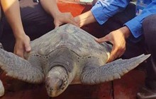 Rùa biển quý hiếm nặng 25 kg mắc lưới ngư dân