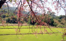 Hoa ô môi nhuộm hồng Cát Tiên đẹp đến nao lòng