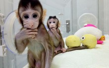 Trung Quốc gây sốc với thí nghiệm nhân cách hóa loài khỉ