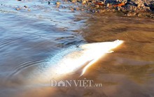 Ngợp với cảnh mỏi tay vớt cá dạt vào bờ ở Cà Mau, Bạc Liêu