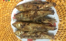 Độc đáo món cá suối Tấc Phù Yên, Sơn La