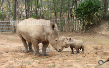 Ngắm tê giác con được sinh ra ở Safari Phú Quốc