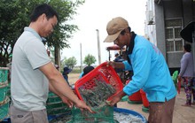 Ra mắt sàn giao dịch tôm đầu tiên ở Việt Nam