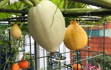 Gia đình ở TP HCM bị nhầm là trồng rau đột biến vì quá tốt