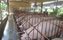 Dịch tả heo châu Phi: Nguy cơ lây nhiễm vào TP HCM rất cao