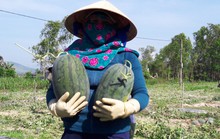 Sau giải cứu, nông dân Quảng Ngãi lãi khủng với dưa hấu