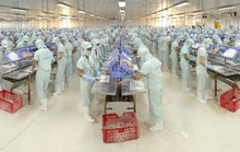 Khai thác nhiều thị trường lạ