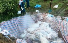 Thêm địa phương ở miền Tây, miền Trung bùng phát dịch tả heo châu Phi