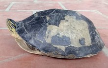 Hết rắn và trăn khủng, người dân An Giang lại phát hiện rùa lạ hiếm