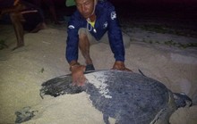 Đỡ đẻ cho rùa biển ở Hòn Cau