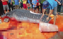 Thực hư việc ngư dân Sầm Sơn xẻ thịt cá voi nhám quý hiếm nặng gần 1 tấn