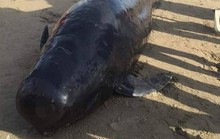 Cá voi dài 4 m, nặng gần 1 tấn chết dạt vào bờ biển khu vực sân golf