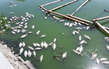 Đà Nẵng: Cá chết nổi lềnh bềnh trên hồ Thạc Gián là do… nắng nóng?