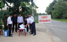 Dịch tả heo châu Phi lan đền Lâm Đồng