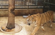 Bất ngờ nhân thân chủ con hổ cắn lìa tay người ở Bình Dương