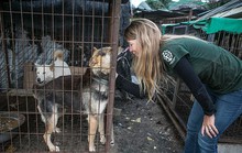Hàn Quốc đóng cửa chợ thịt chó nổi tiếng