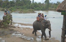 Chật vật giúp voi mang thai, đẻ con
