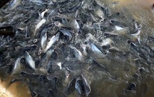 Giá cá tra nguyên liệu giảm sâu
