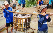 Bầm dập theo cá tra