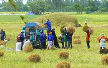 Nông dân được lợi nhiều nhờ liên kết