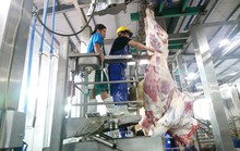 Thông tin thêm về vụ 1.600 con trâu bò Úc mất dấu tại Việt Nam