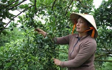 Khôi phục thế mạnh cây có múi
