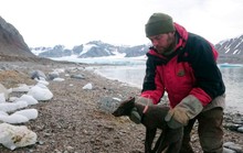 Cáo Bắc cực vượt 4.415 km tìm nơi sinh sản
