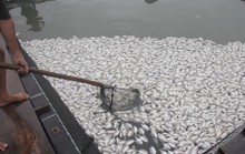 Nguyên nhân cá ở Long Sơn chết hàng loạt là do nhiễm ký sinh trùng quả dưa