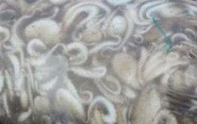Bạch tuộc ắp ụ ở Vàm Láng, Gò Công Đông