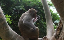 Chùm ảnh: Ngắm hành trình kiếm ăn của đàn khỉ xóm chùa trên núi Sơn Trà