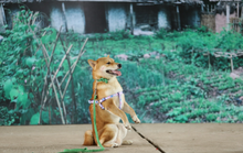 Nhà sản xuất phản hồi tranh cãi chọn chó Nhật vào phim “Cậu Vàng”