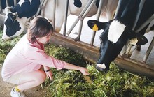 Trại bò sữa check-in tuyệt đẹp ở Mộc Châu thu hút giới trẻ