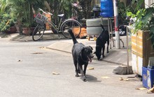 Lại tranh cãi nuôi chó, mèo ở chung cư