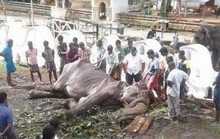 Con voi gầy trơ xương qua đời sau 70 năm làm nô lệ