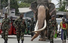 Chuyện về chú voi được quân đội mở đường