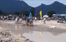 [Video] Những pha thót tim ở hội đua bò Bảy Núi