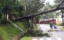 Lâm Đồng: Cây gãy đổ, nhà bị tốc mái, ngập lụt la liệt