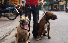 Nên cấm nuôi chó hung dữ