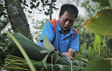 Người vùng trồng lá dong lớn nhất Hà Tĩnh trúng mùa
