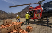 Úc: Mưa cà rốt và khoai lang cứu đói động vật bị cháy rừng