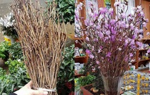 Sự thật về hoa đỗ quyên ngủ đông ở Hà Nội
