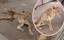 Những bộ xương di động trong vườn thú Sudan
