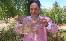 CLIP: Nông dân Cà Mau bắt được cặp chuột lông vàng lạ mắt ngày cuối năm