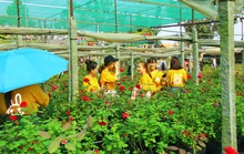 “Ngất ngây” với vườn hoa hồng Pháp tuyệt đẹp được tham quan miễn phí dịp Tết