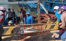 Ngư dân Phú Yên mỏi tay khiêng cá ngừ đại dương