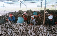 Nông sản Việt mất đường sang Trung Quốc vì virus corona