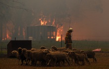 Cháy rừng ở Úc: Điều tồi tệ nhất chưa đến!