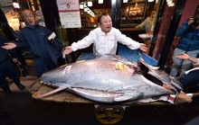 Lý do cá ngừ đắt đến 3 triệu USD